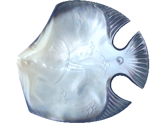 Cup engraved in Mother of pearl - Fish